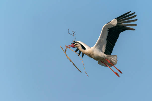 White stork (Ciconia ciconia) collection branches for nest building. stock photo