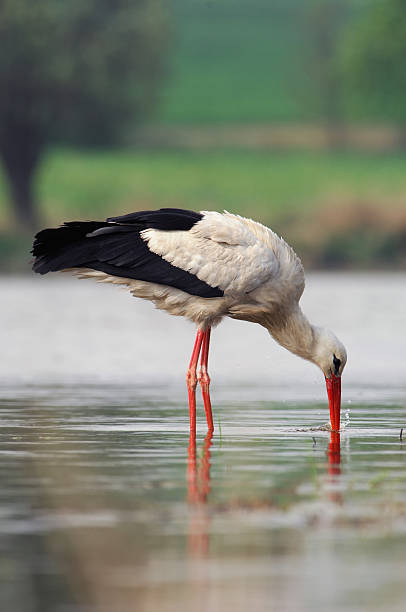White Stork stock photo