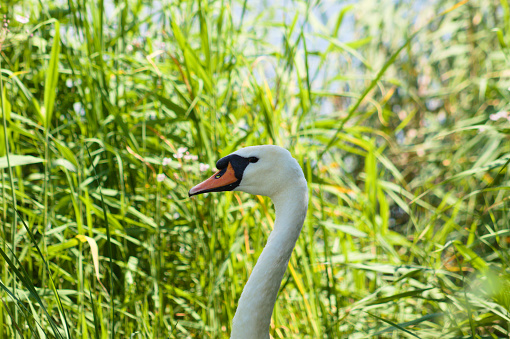 White swan head close-up profile view with selective focus on foreground