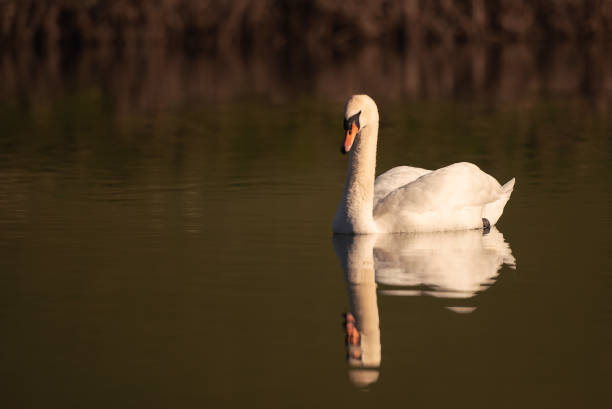 White swan on a river stock photo