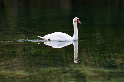 White swan on the green lake