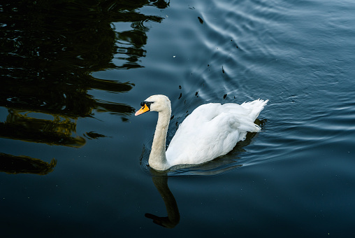 White swan on the lake at the St. James Park in London United Kingdom