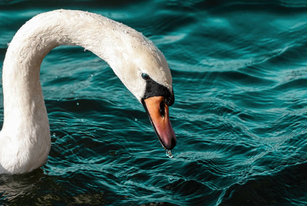 White Swan stock photo