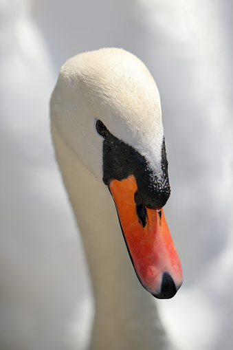 Close-up portrait of a white swan