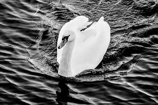 weißer schwan schwimmen im lake in der nähe von stockholm und das vasa-museum - vasa museum stock-fotos und bilder
