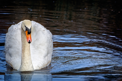 White Swan swimming on the lake