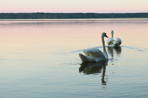 White swans swim in the lake during sunset. Nature.