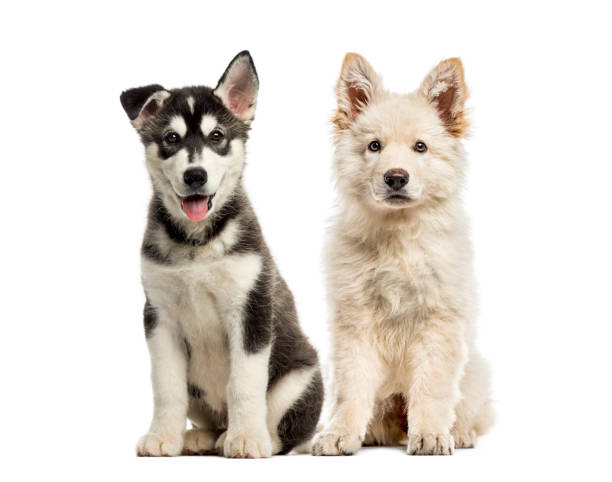 White Swiss Shepherd puppy, Husky malamute puppy, in front of white background White Swiss Shepherd puppy, Husky malamute puppy, in front of white background two animals stock pictures, royalty-free photos & images