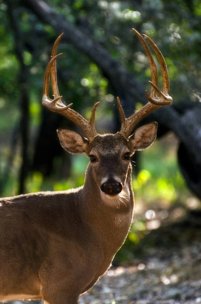 white tail buck in field stock photo