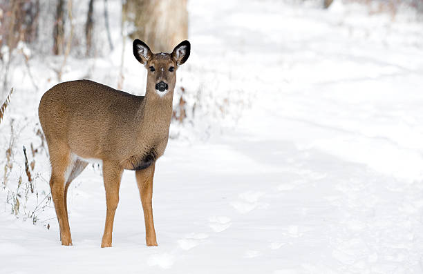 White Tail Deer Copy Space stock photo