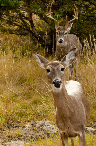 White tail doe and buck stock photo