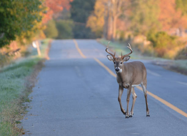 White Tailed Deer Buck on road Close up of a White Tail Deer buck with full antlers crossing a country road deer stock pictures, royalty-free photos & images