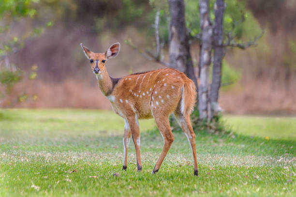 White Tailed Deer Fawn in Zambia stock photo