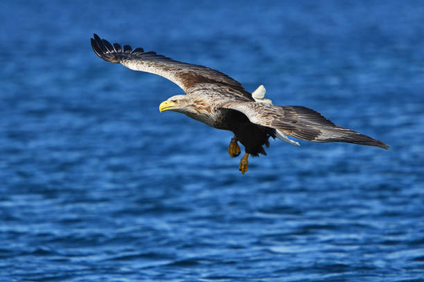 White Tailed Sea Eagle In Flight.