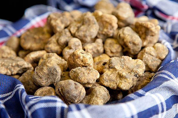 White truffles in a blue checked cloth stock photo
