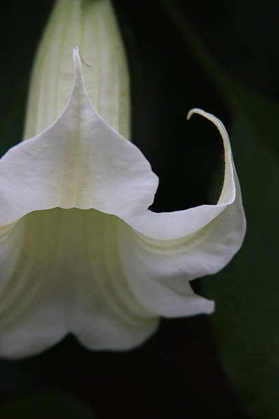 White Trumpet Flower, Datura stock photo