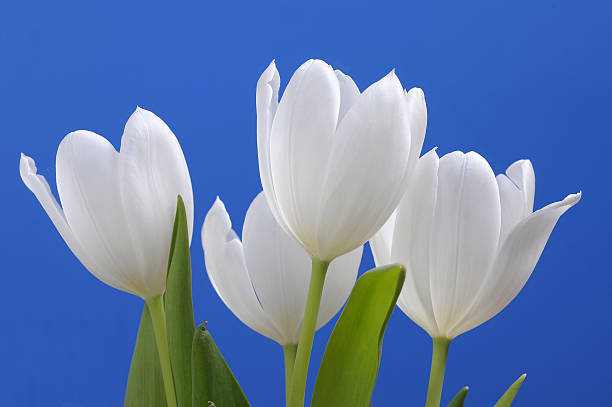 White tulips against bright blue stock photo