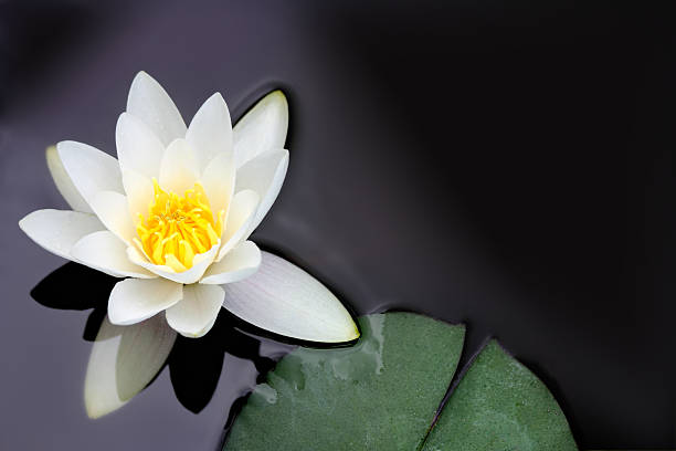 white water lily nymphaea alba floating in a pond - lelie stockfoto's en -beelden