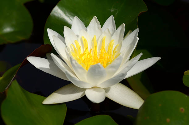 Best Lotus Flower Top View Stock Photos, Pictures & Royalty-Free Images ...