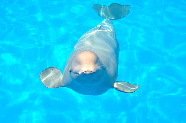 white whale one white whale beluga whale stock pictures, royalty-free photos & images