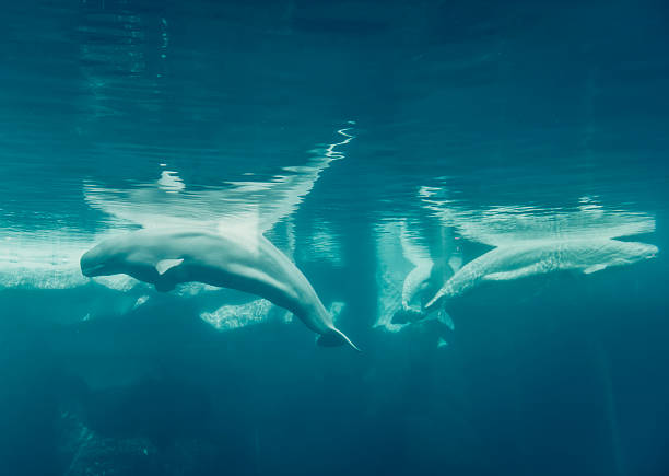 blanc les baleines sous-marine - beluga photos et images de collection