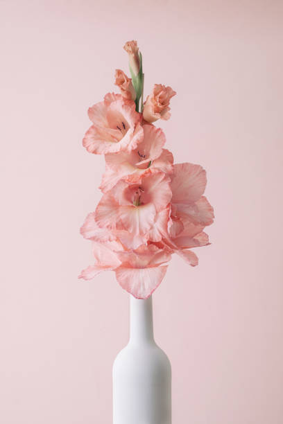 White wine bottle and gladiolus flower contemporary trend poster for congratulations summer concept. stock photo