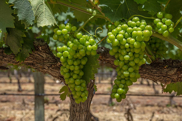 White wine grapes on vine near Cape Town, South Africa stock photo