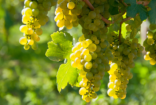 White wine grapes - Wachau