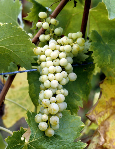 White wine, Vitis, vinifera, Trebbiano Toscano, White wine, Vitis, vinifera, Trebbiano Toscano, trebbiano grape stock pictures, royalty-free photos & images