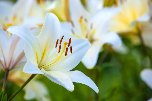 White Yellow Lilies At Sunset In The Garden Stock Photo - Download ...