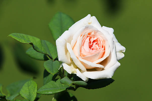 white yellow rose. stock photo