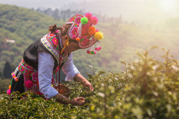 White Yi woman at sunset dressed in a traditional attire picking up tea leaves in Baohong mountain, Yiliang in Yunnan stock photo