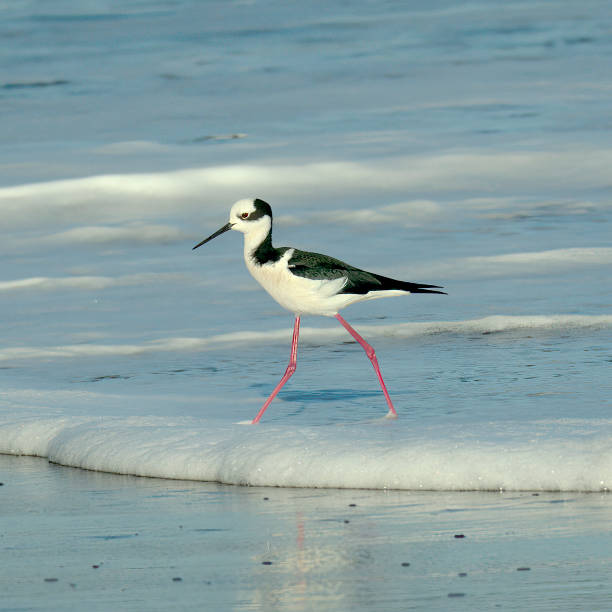 A White-backed Stilt runs in the surf in central Chile stock photo