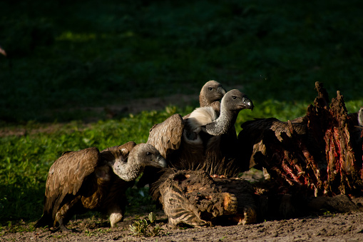 whitebacked-vultures-picture-id1297809090?b=1&k=20&m=1297809090&s=170667a&w=0&h=xJPLMyexZe0Hcc-chOXL4WxaUokCTNZuZmIBg5a_moA=