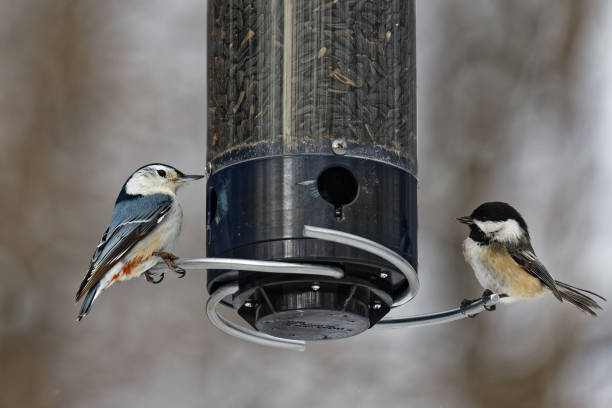 White-breasted nuthatch and black-capped chickadee, both perched on the same bird feeder stock photo