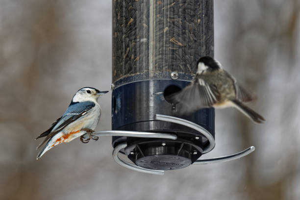 White-breasted nuthatch perched on a bird feeder, with a black-capped chickadee incoming stock photo