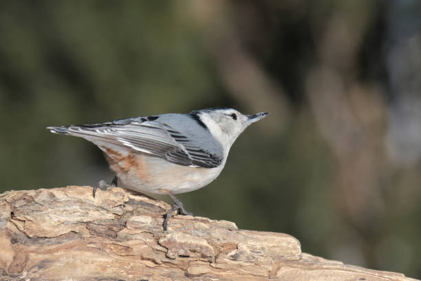 White-breasted Nuthatch stock photo