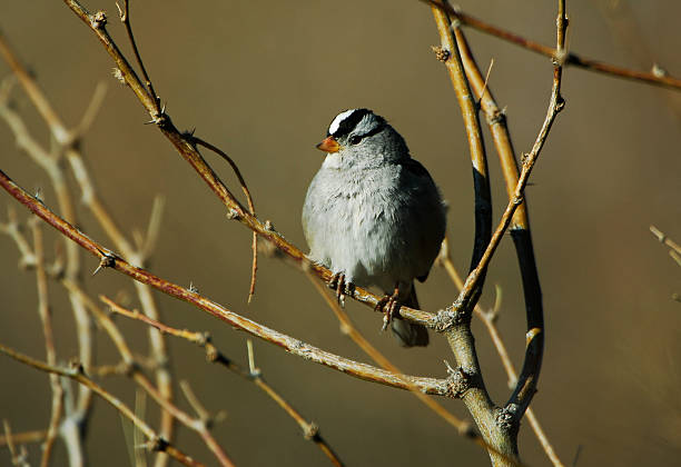 White-crowned Sparrow stock photo