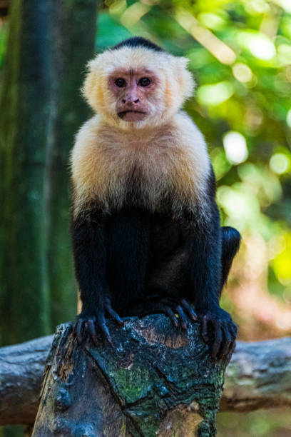 A White-Faced Capuchin Monkey Looking stock photo