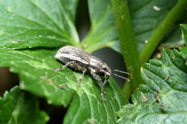 Whitefringed Weevil (Naupactus leucoloma) stock photo