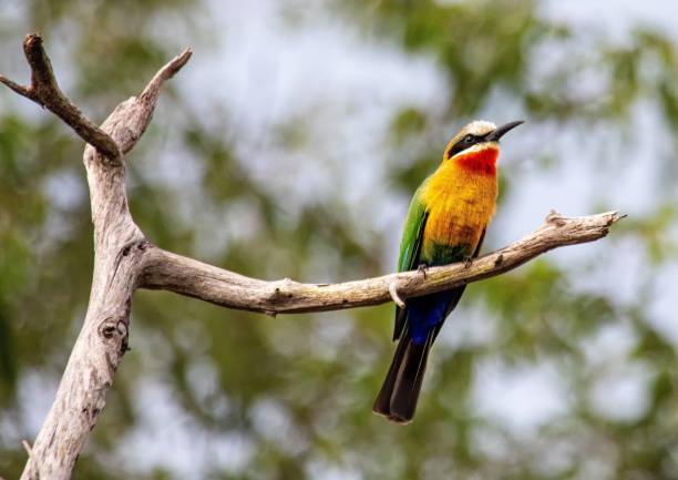 A White-fronted Bee-eater sitting on a branch at the Bwabwata Nationalpark in Namibia stock photo