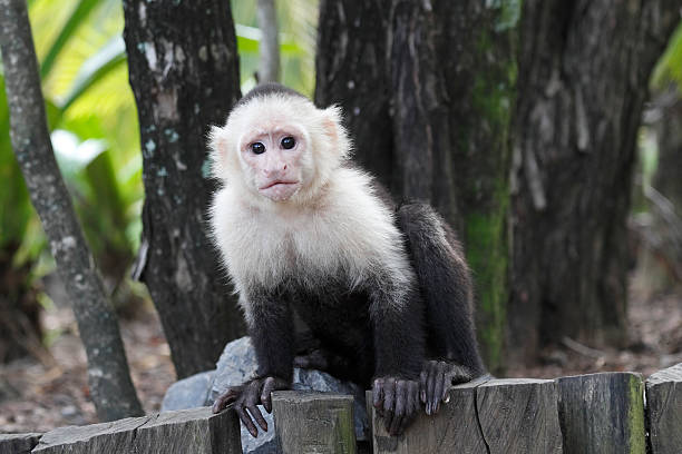 White-headed Capuchin Monkey stock photo