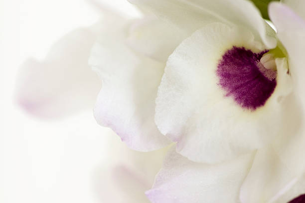 White-Pink Orchid Close-Up stock photo
