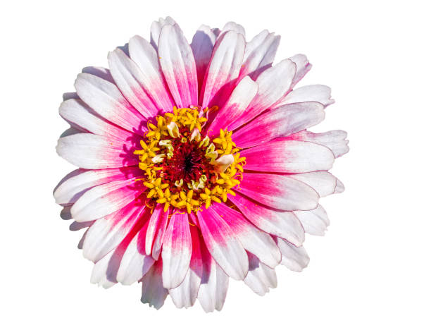 White-red flower of a zinnia on a white background stock photo