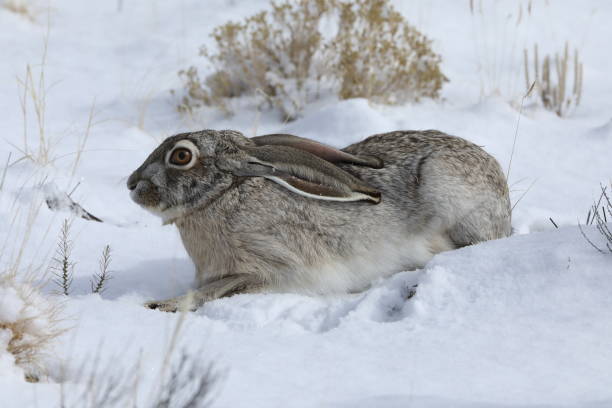Safari 182029 North Wildlife American Desert Hare Minature for sale online 