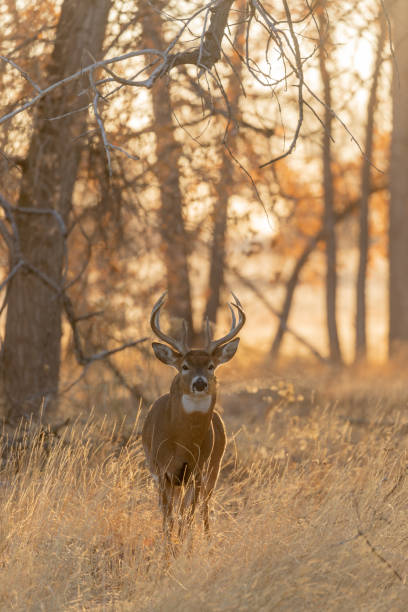 Whitetail Deer Buck in Fall stock photo