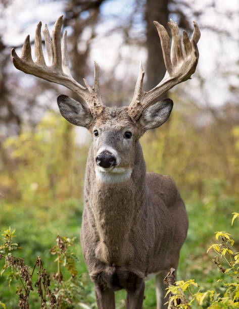 Whitetail deer buck in rut Whitetail deer buck in rut, alert in the forest.  Autumn in Wisconsin hunting trophy stock pictures, royalty-free photos & images