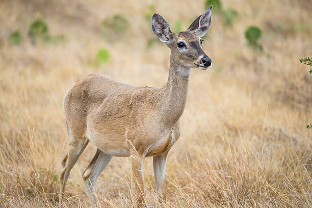 whitetail deer - whitetail bildbanksfoton och bilder
