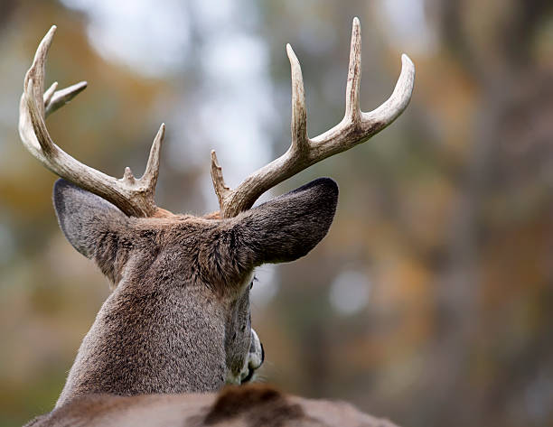 White-tailed buck Close up of a large White-tailed deer buck, viewed from behind. rutting stock pictures, royalty-free photos & images