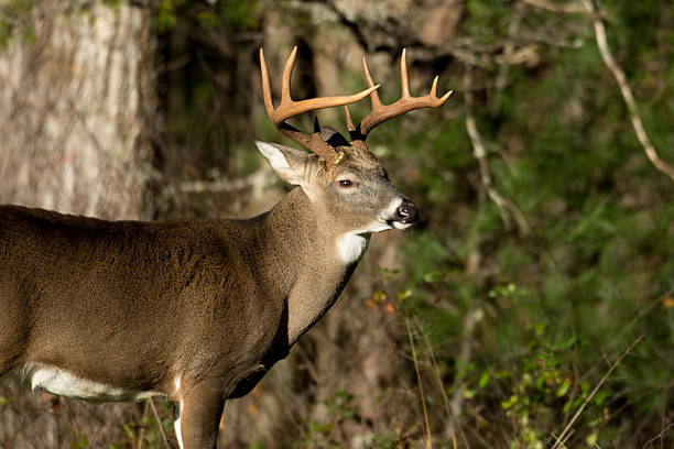 white-tailed deer buck - whitetail bildbanksfoton och bilder